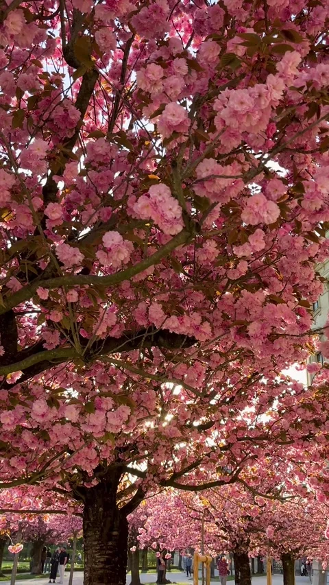 Vibrant Cherry Blossoms in Full Bloom During Spring Season at a Park Setting Stock Footage 306592628