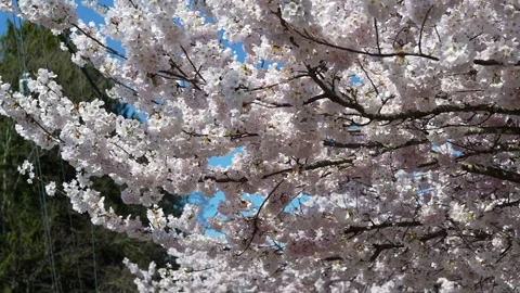 Vibrant Cherry Blossoms Under Blue Sky for Spring Backgrounds Stock Footage 270186023