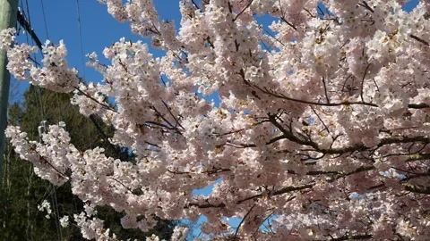 Vibrant Cherry Blossoms Under a Clear Blue Sky, Springtime Bloom Stock Footage 270185725