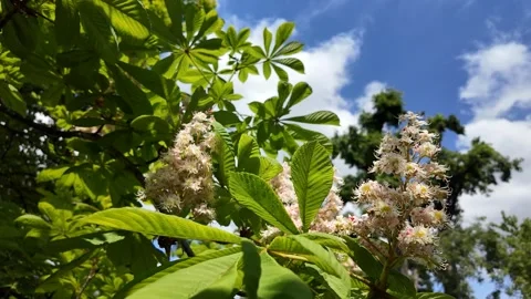 Vibrant Chestnut Blossoms Spring Sky Stock Footage 289445655