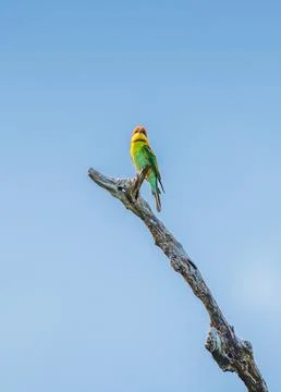 A vibrant Chestnut-headed bee-eater perches elegantly on a bare branch under  Stock Photos