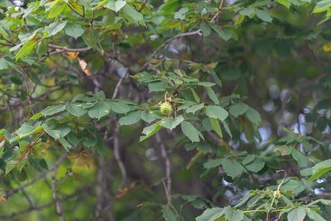 Vibrant chestnut tree in bloom showcases bright green leaves and budding fr.. Stock Photos