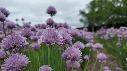 Vibrant Chive Blossoms in Bloom Stock Footage 313838277