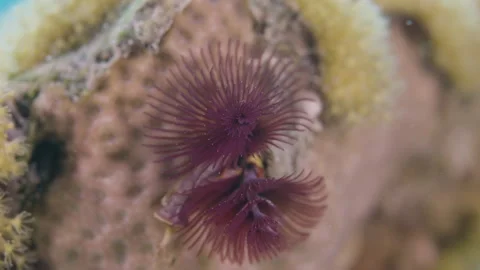 Vibrant Christmas Tree Worm on Coral Reef Macro - Shot 1 Stock Footage 336445388