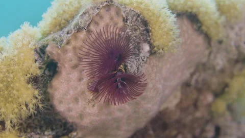 Vibrant Christmas Tree Worm on Coral Reef Macro - Shot 2 Stock Footage 336445405