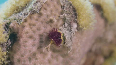 Vibrant Christmas Tree Worm Spirobranchus Giganteus on Coral - Shot 3 Stock Footage 336445485