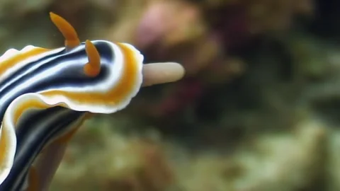 Vibrant Chromodoris Moving Gracefully on the Ocean Floor Video stock 320386591