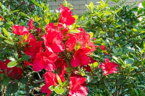 A vibrant, clear image showcasing red flowers in bloom with lush green foliag Foto stock