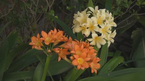 Vibrant Clivia flowers in full bloom Stock Footage 324755057