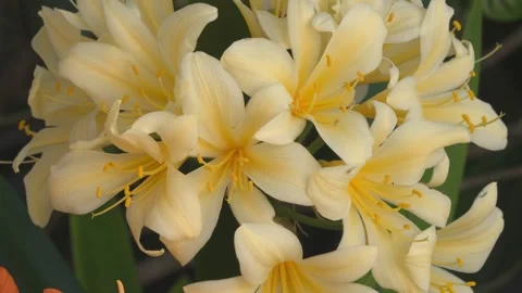 Vibrant Clivia flowers in full bloom Stock Footage 324755196
