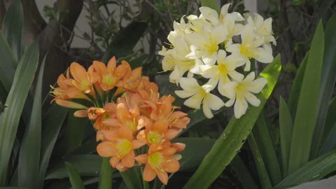 Vibrant Clivia flowers in full bloom Stock Footage 324755210
