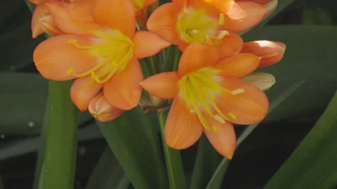 Vibrant Clivia flowers in full bloom. Stock Footage 324755258