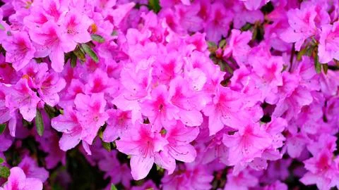 A vibrant close-up background featuring a dense cluster of blooming pink azal Stock Photos