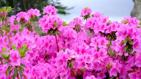 A vibrant close-up background featuring a dense cluster of blooming pink azal Stock Photos