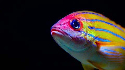 Vibrant Close-up of a Multicolored Tropical Fish Against a Black Background Stock-Footage 301032236