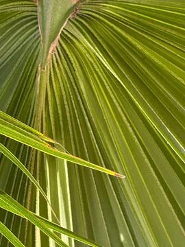 Vibrant close-up of palm leaf Stock Photos