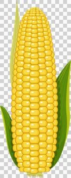 Vibrant close-up of a ripe ear of corn, showcasing its yellow kernels and g.. Stock Illustration