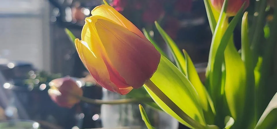 A vibrant close-up of tulips basking in warm sunlight Stock Photos
