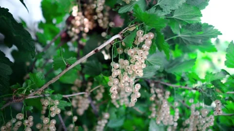 A vibrant close-up video of a lush bush with clusters of white currants. Stock Footage 317601376