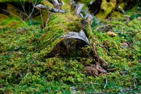 A vibrant close-up view of a sawn tree trunk covered by green moss in a fores Stock Photos