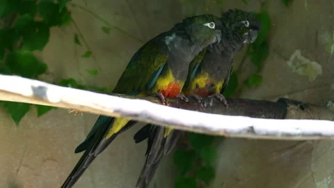 Vibrant CloseUp of Two Stunning Burrowing Parrots Perched Gracefully on a Branch Stock Footage 287219106