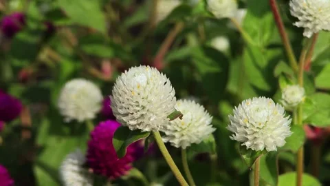 A vibrant cluster of blooming purple globe amaranth flowers. Stock Footage 305233202