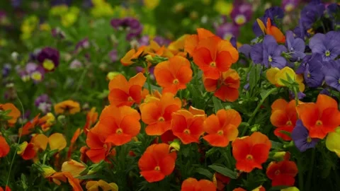 A Vibrant Cluster of Bright Orange and Deep Purple Pansies Blooming in a Stock-Footage 332855547