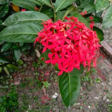 A vibrant cluster of bright red Ixora coccinea flowers Stock Photos