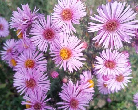 Vibrant cluster of delicate purple aster flowers blooming in garden Stock Photos