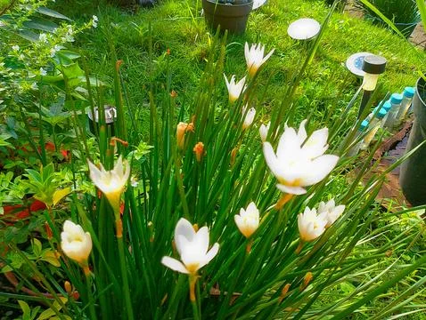 A vibrant cluster of delicate white rain lilies Stock Photos