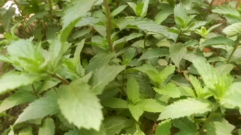 Vibrant cluster of fresh mint leaves flourishes Stock Footage 308157988