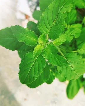 Vibrant Cluster of Green Leaves Stock Photos