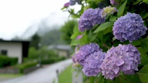A vibrant cluster of purple hydrangea blossoms in full bloom, with a blurred Video stock 281536395