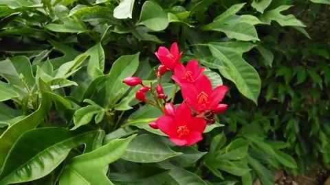 Vibrant cluster of red Jatropha integerrima flowers against a backdrop of d.. Stock-Footage 285544692