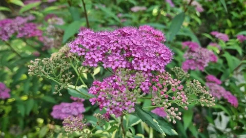 A vibrant cluster of small, delicate pink-purple flowers of Spiraea japonica (Ja Stock Footage 311726101