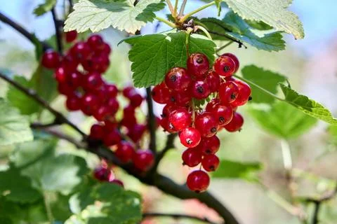 Vibrant clusters of ripe red currant hang from leafy branches in a sunny gard Fotos de archivo