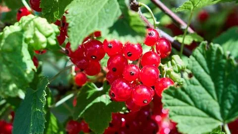 Vibrant clusters of ripe red currant hang from leafy branches in a sunny gard 库存照片