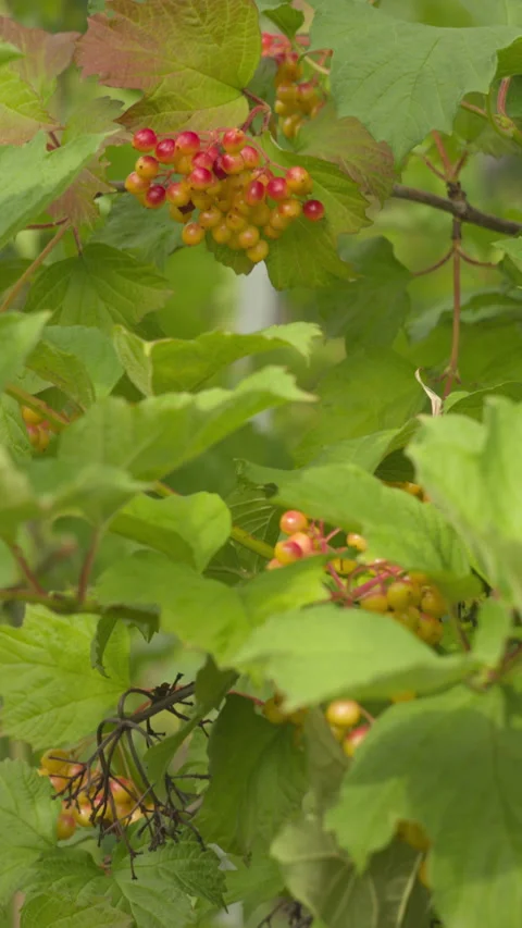 Vibrant Clusters of Ripening Guelder Rose Berries on a Sunny Bush Video stock 339918404