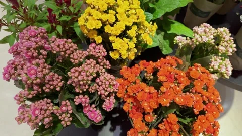 Vibrant clusters of statice flowers Stock-Footage 321229015