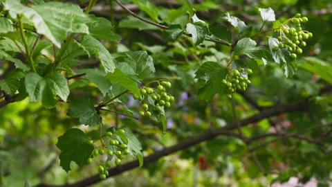 Vibrant Clusters of Unripe Green Berries Growing on Viburnum Bush Branches 動画素材 337420932