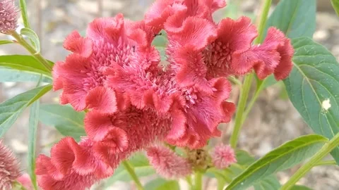 Vibrant Cockscomb Celosia Cristata Flower Blooming in Garden Stock Footage 340118535