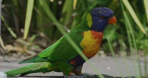 Vibrant Coconut Lorikeet Colours Stock Footage 329401648