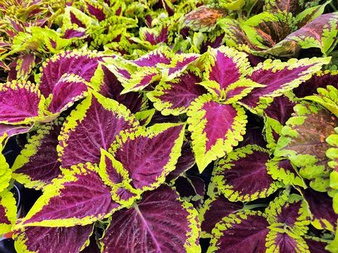 Vibrant Coleus Leaf Background Stock Photos