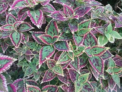 Vibrant Coleus Plant with Multicolored Purple Green and Pink Patterned Leaves —  Stock Photos