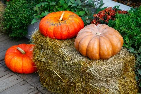 A vibrant collection of pumpkins Stock Photos