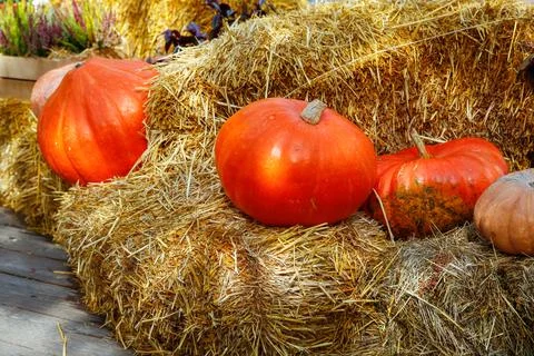A vibrant collection of pumpkins in various Stock Photos