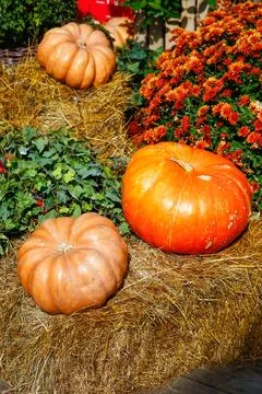 A vibrant collection of pumpkins in various Stock Photos
