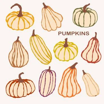 A vibrant collection of various pumpkins displayed on a light background during Stock Illustration