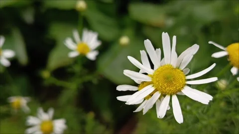 A vibrant collection of white daisies in full bloom Stock Footage 313103593
