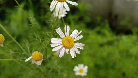 A vibrant collection of white daisies in full bloom Видео 313103671
